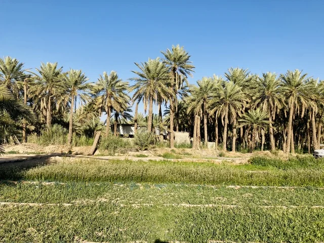 مزارع النخيل في مدينة بريدة بمنطقة القصيم السعودية