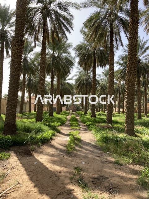 مزارع نخيل التمر في بريدة القصيم السعودية