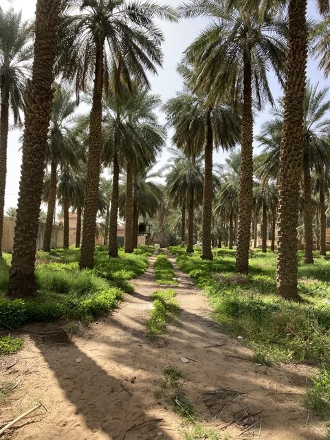 مزارع نخيل التمر في بريدة القصيم السعودية
