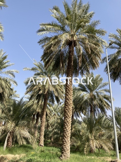 مزارع النخيل في مدينة بريدة بالقصيم