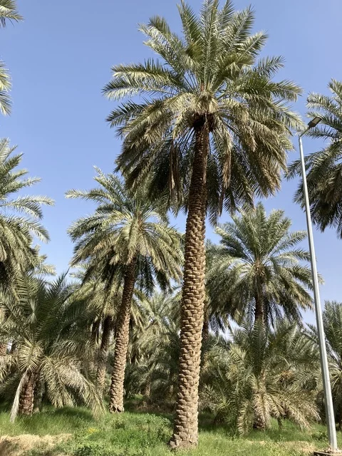 مزارع النخيل في مدينة بريدة بالقصيم