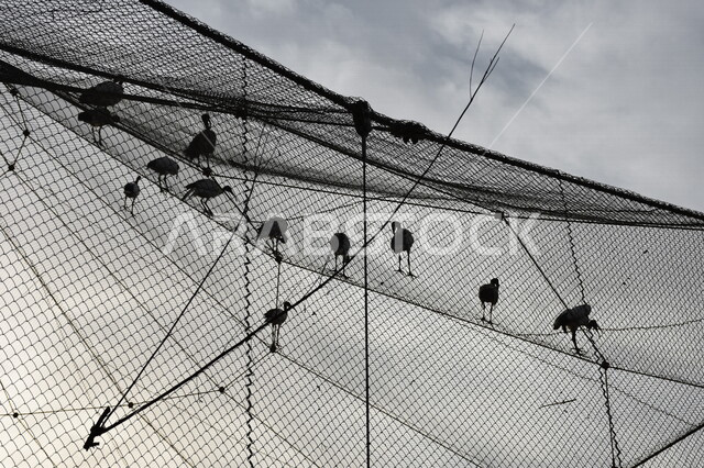 صورة من زاوية سفلى لمجموعة من طائر اللقلق على شباك في حديقة العين للحيوانات ، السياحة في الإمارات العربي المتحدة صورة ظلية لطيور اللقلق الجميلة ، مزرعة لتربية الطيور