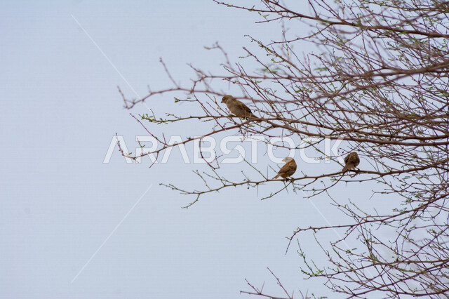 صورة لعصافير صغير على غصن شجرة بلا أوراق في وضع النهار ، الطبيعة في المملكة العربية السعودية 