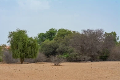 الطبيعة الصحراوية في السعودية ، أشجار في المناطق الصحراوية بجدة بالمملكة العربية السعودية الطبيعة الصحراوية في السعودية ، أشجار في المناطق الصحراوية بجدة بالمملكة العربية السعودية