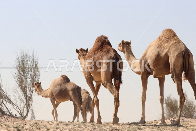 مجموعة من الجمال تسير في المناطق الصحراوية بدولة الإمارات العربية المتحدة ، قطيع من الجمال بالصحراء في وضع النهار، تربية الجمال والإبل ، صحاري دبي