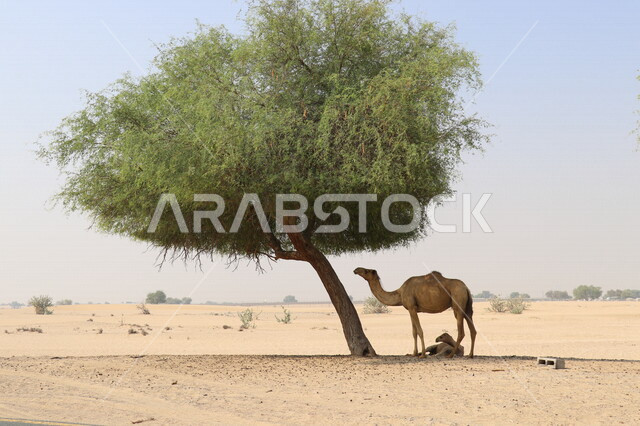 A picture of a she-camel and her dialogue under the Ghaf tree in the desert of Dubai, desert areas in the United Arab Emirates, camels in the desert in the daytime, raising camels and camels, Dubai deserts