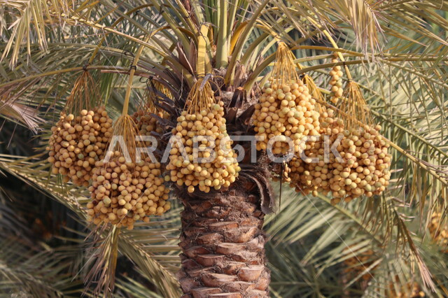 صورة مقربة لشجرة النخيل المثمرة ، مزارع إنتاج التمور ، جريد النخيل ، موسم حصاد التمور في المملكة العربية السعودية ، أشجار ومحاصيل زراعية ،  حصاد البلح الأصفر من شجرة النخيل