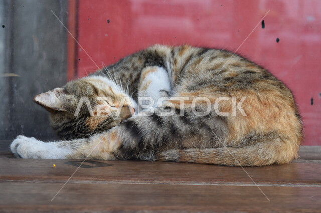 صورة مقربة لقط نائم في ميناء زايد بأبو ظبي في دولة الإمارات العربية المتحدة، حيوانات أليفة، سوق السمك، قطة نائمة