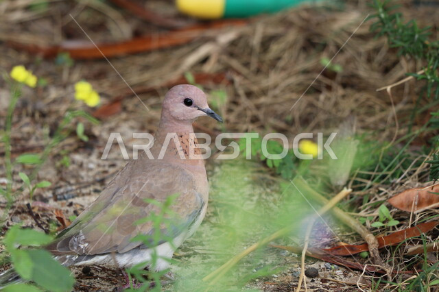 Close-up of palm dove, nature background, natural tree and plant planting, dove bird, bird breeding, wild nature bird sanctuary
