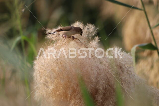 صورة مقربة لعصفور يتغذى على بذور نبات البوص في إحدى الحدائق ، خلفية للطبيعة ، نبات البردي ، القيصوب ، نبات الغاب