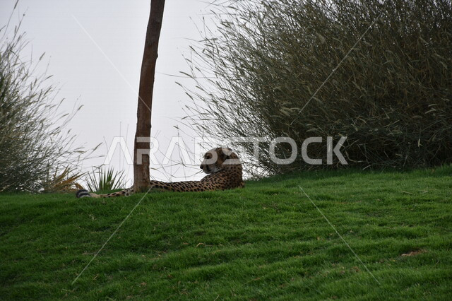 صورة لفهد مستلقي على العشب في حديقة العين للحيوانات ، السياحة في الإمارات العربي المتحدة ، حيوانات برية