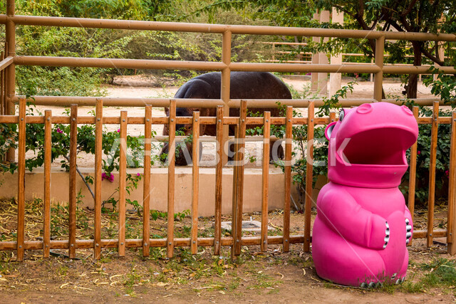 صورة لفرس النهر داخل حديقة العين للحيوانات ، السياحة في الإمارات العربية المتحدة ، محميات طبيعية ، الحياة البرية