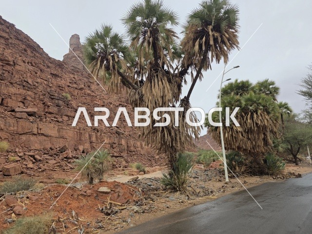 جبال تبوك في السعودية مع الصخور الحمراء وأشجار النخيل