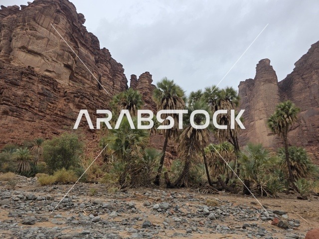 أشجار النخيل والجبال الحمراء في تبوك السعودية