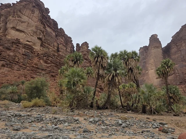 أشجار النخيل والجبال الحمراء في تبوك السعودية