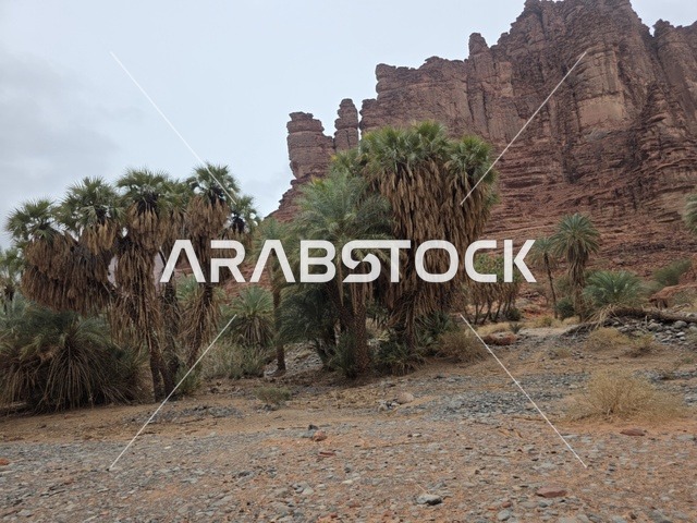 Tabuk Mountains Saudi Arabia with Palm Trees and Red Rocks