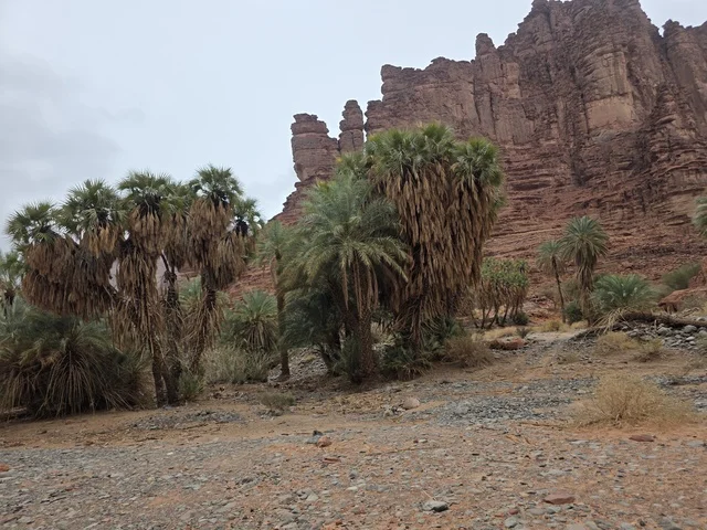 جبال تبوك السعودية مع أشجار النخيل وتكوينات الصخور الحمراء