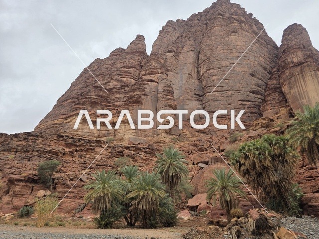 جبال تبوك وأشجار النخيل في السعودية