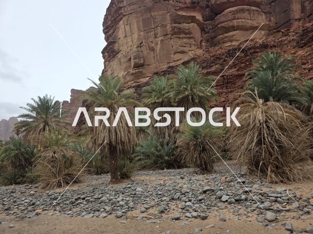 أشجار النخيل في جبال تبوك بالصحراء السعودية