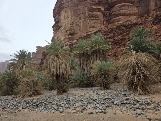 أشجار النخيل في جبال تبوك بالصحراء السعودية