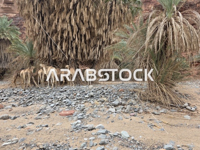 جمال ونخيل في جبال تبوك بالمملكة العربية السعودية