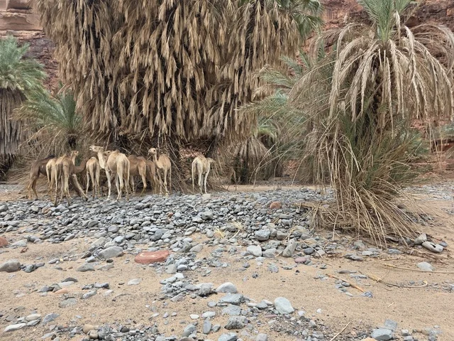 جمال ونخيل في جبال تبوك بالمملكة العربية السعودية