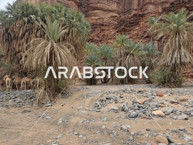 أشجار النخيل في جبال تبوك بالمملكة العربية السعودية