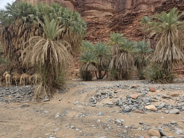 أشجار النخيل في جبال تبوك بالمملكة العربية السعودية