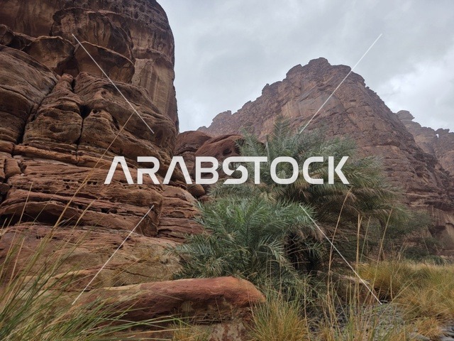 جبال تبوك السعودية والمنحدرات الصخرية وأشجار النخيل