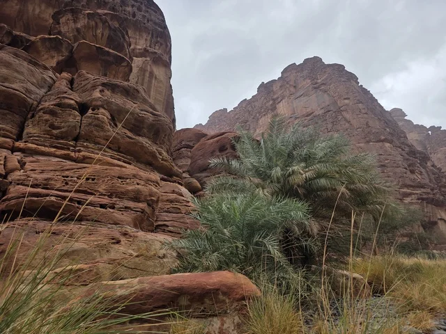 جبال تبوك السعودية والمنحدرات الصخرية وأشجار النخيل