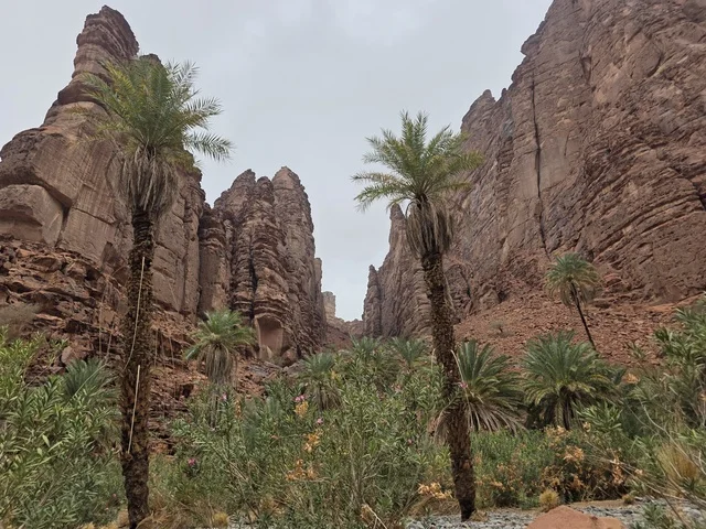 وادي الديسة تبوك الجبال الصخرية وأشجار النخيل