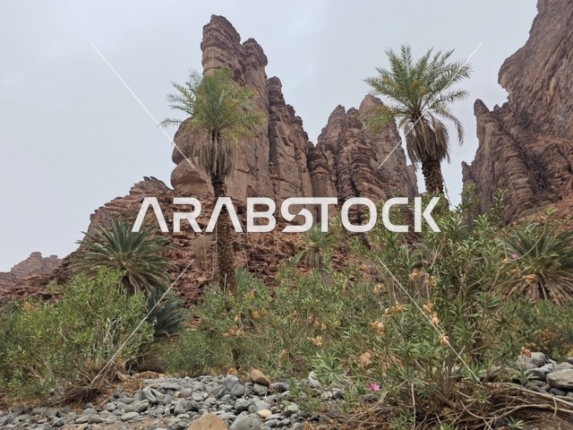 جبال تبوك في السعودية مع أشجار النخيل والصخور