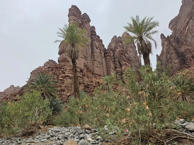 جبال تبوك في السعودية مع أشجار النخيل والصخور