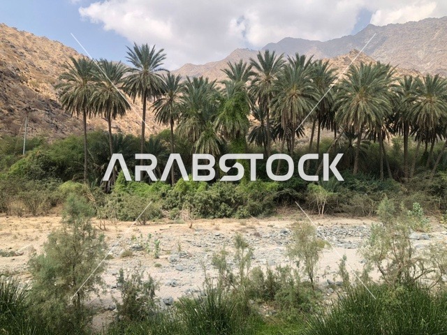 أشجار النخيل في وديان جبال الطائف بالسعودية