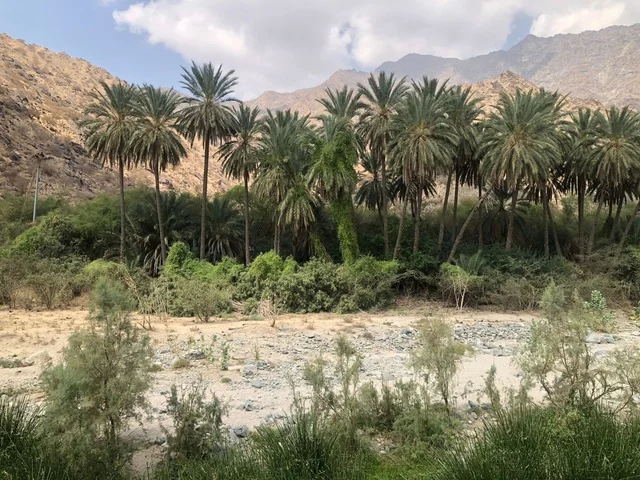 أشجار النخيل في وديان جبال الطائف بالسعودية