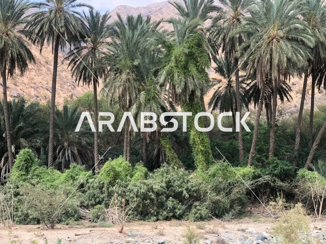 أشجار النخيل في وديان الطائف بالمملكة العربية السعودية