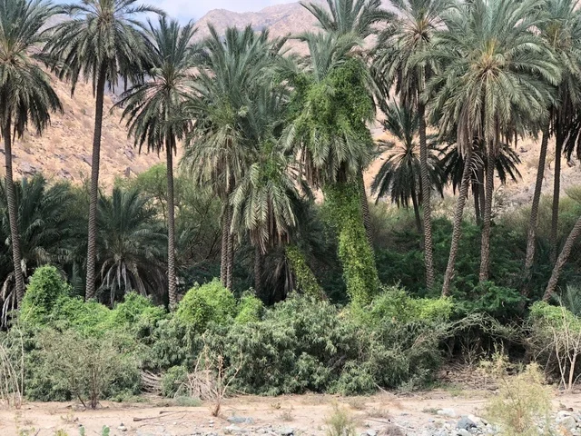 أشجار النخيل في وديان الطائف بالمملكة العربية السعودية