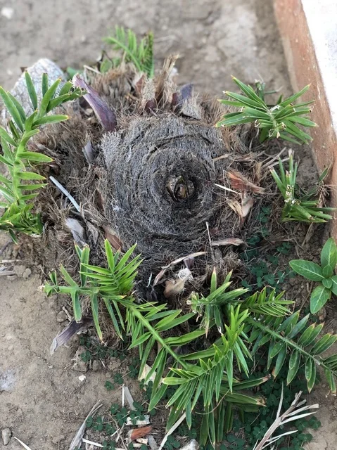 نمو نباتات السيكاس في طبيعة الطائف السعودية نمو نباتات السيكاس في طبيعة الطائف السعودية