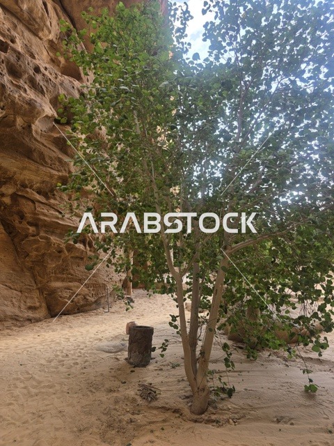 شجرة خضراء في التكوينات الصخرية بالعلا