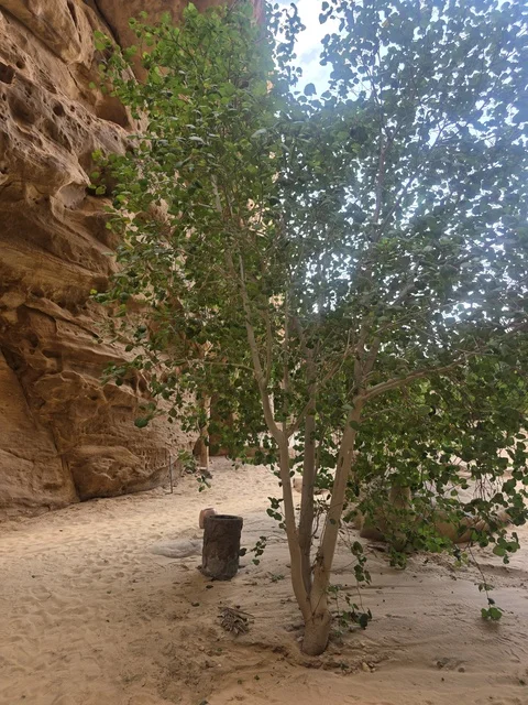 شجرة خضراء في التكوينات الصخرية بالعلا