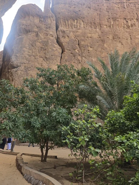 جبال العلا الرملية والأشجار الخضراء في السعودية