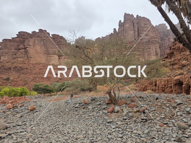 تبرز التكوينات الجبلية الرملية من أرض الصحراء في منطقة تبوك بالمملكة العربية السعودية. تخلق السماء الملبدة بالغيوم الرمادية إضاءة ناعمة ومنتشرة فوق التضاريس الصخرية البنية والأشجار الخضراء المتناثرة.