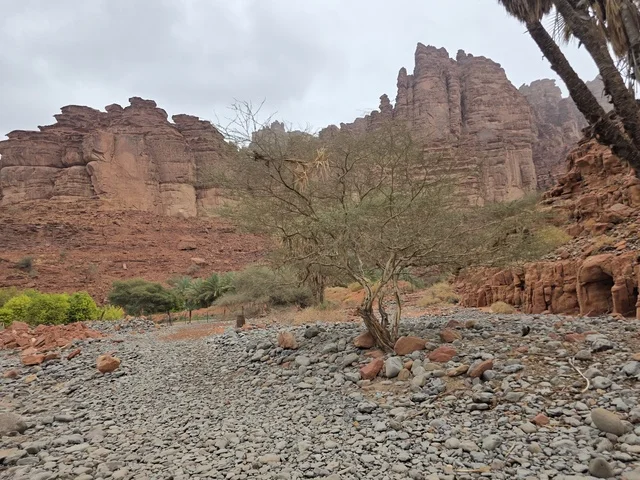 تبرز التكوينات الجبلية الرملية من أرض الصحراء في منطقة تبوك بالمملكة العربية السعودية. تخلق السماء الملبدة بالغيوم الرمادية إضاءة ناعمة ومنتشرة فوق التضاريس الصخرية البنية والأشجار الخضراء المتناثرة.