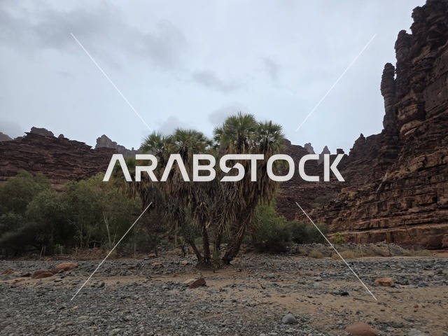 تبرز التكوينات الجبلية الرملية من أرض الصحراء في منطقة تبوك بالمملكة العربية السعودية. تخلق السماء الملبدة بالغيوم الرمادية إضاءة ناعمة ومنتشرة فوق التضاريس الصخرية البنية والأشجار الخضراء المتناثرة.