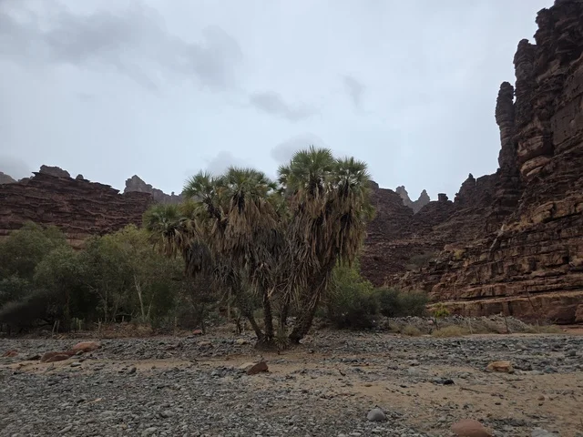 تبرز التكوينات الجبلية الرملية من أرض الصحراء في منطقة تبوك بالمملكة العربية السعودية. تخلق السماء الملبدة بالغيوم الرمادية إضاءة ناعمة ومنتشرة فوق التضاريس الصخرية البنية والأشجار الخضراء المتناثرة.