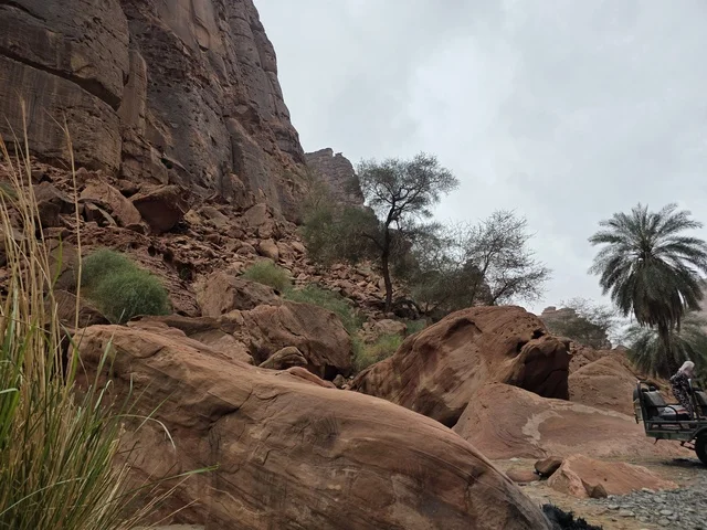 تبرز التكوينات الجبلية الرملية من أرض الصحراء في منطقة تبوك بالمملكة العربية السعودية. تخلق السماء الملبدة بالغيوم الرمادية إضاءة ناعمة ومنتشرة فوق التضاريس الصخرية البنية والأشجار الخضراء المتناثرة.