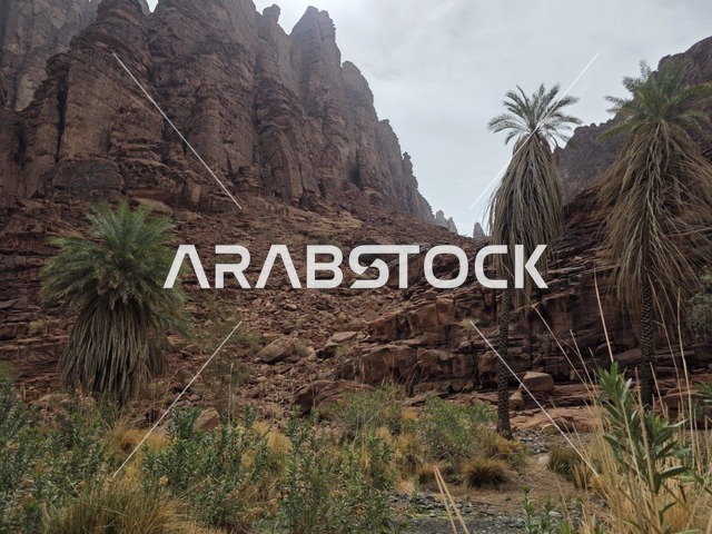 تبرز التكوينات الجبلية الرملية من أرض الصحراء في منطقة تبوك بالمملكة العربية السعودية. تخلق السماء الملبدة بالغيوم الرمادية إضاءة ناعمة ومنتشرة فوق التضاريس الصخرية البنية والأشجار الخضراء المتناثرة.