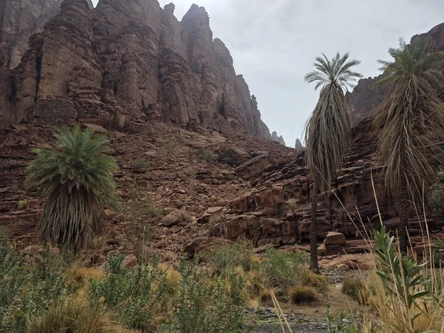 تبرز التكوينات الجبلية الرملية من أرض الصحراء في منطقة تبوك بالمملكة العربية السعودية. تخلق السماء الملبدة بالغيوم الرمادية إضاءة ناعمة ومنتشرة فوق التضاريس الصخرية البنية والأشجار الخضراء المتناثرة.