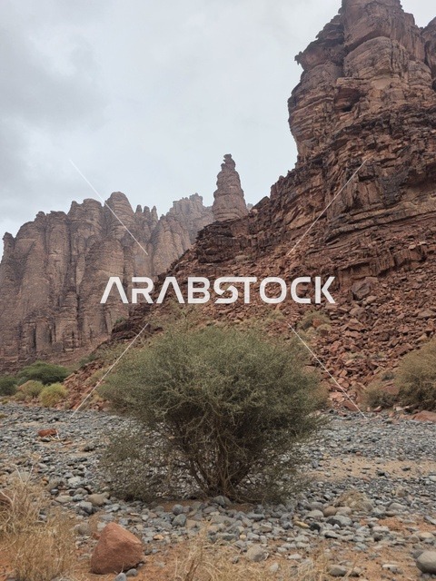 تبرز التكوينات الجبلية الرملية من أرض الصحراء في منطقة تبوك بالمملكة العربية السعودية. تخلق السماء الملبدة بالغيوم الرمادية إضاءة ناعمة ومنتشرة فوق التضاريس الصخرية البنية والأشجار الخضراء المتناثرة.