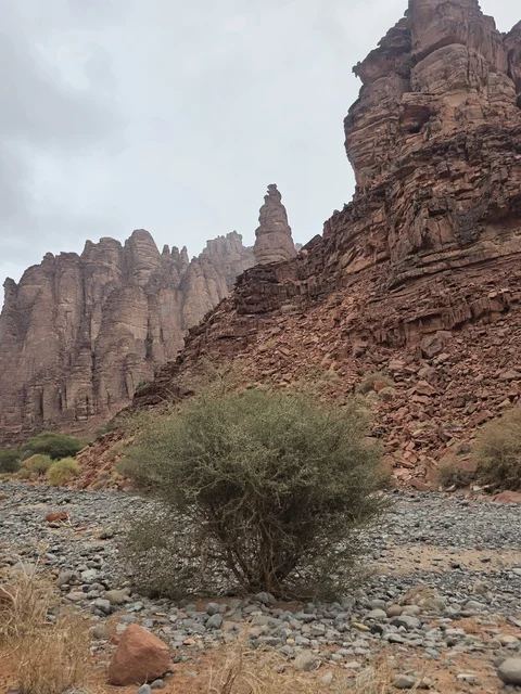 تبرز التكوينات الجبلية الرملية من أرض الصحراء في منطقة تبوك بالمملكة العربية السعودية. تخلق السماء الملبدة بالغيوم الرمادية إضاءة ناعمة ومنتشرة فوق التضاريس الصخرية البنية والأشجار الخضراء المتناثرة.